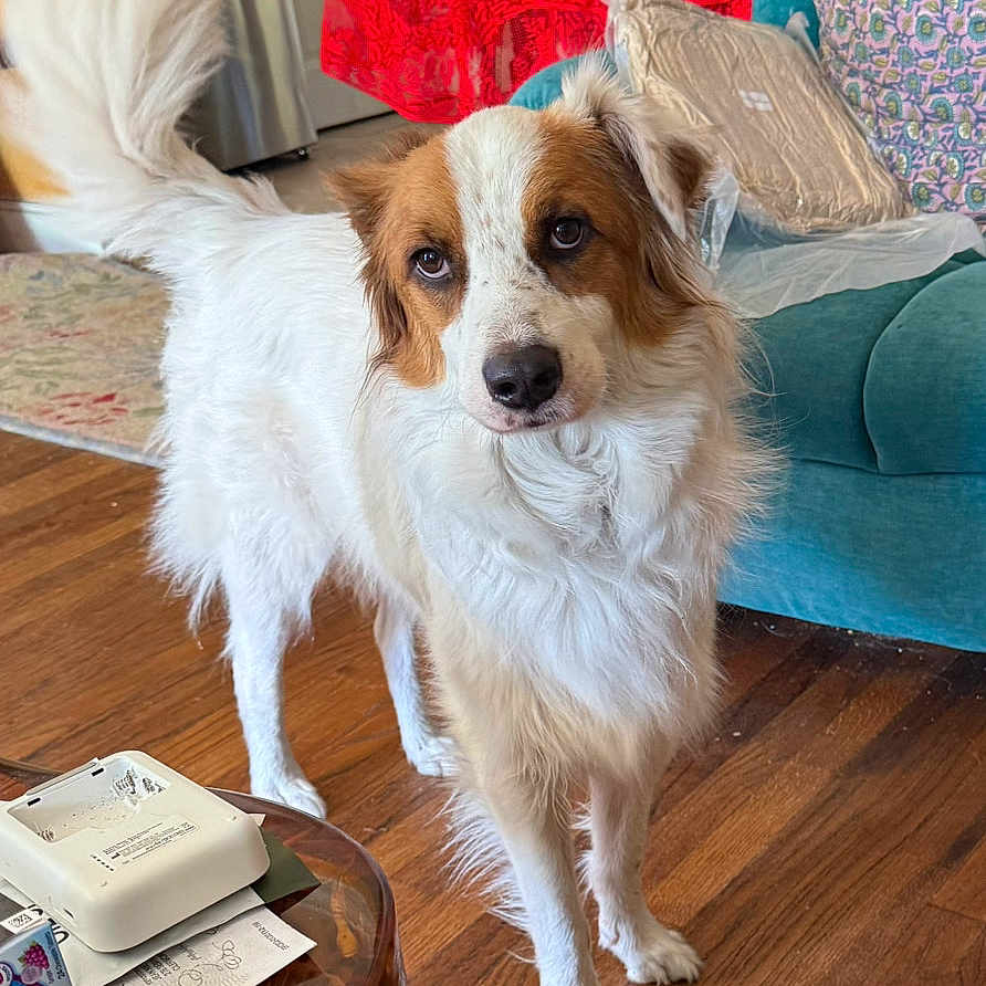 Spirit is registered to the contest to win money with this photo: dog, white, brown, fluffy, standing, living_room, wooden_floor, couch, cushion, curious, pet, indoors, furniture, home, animal, canine, alert, looking, floor, decor