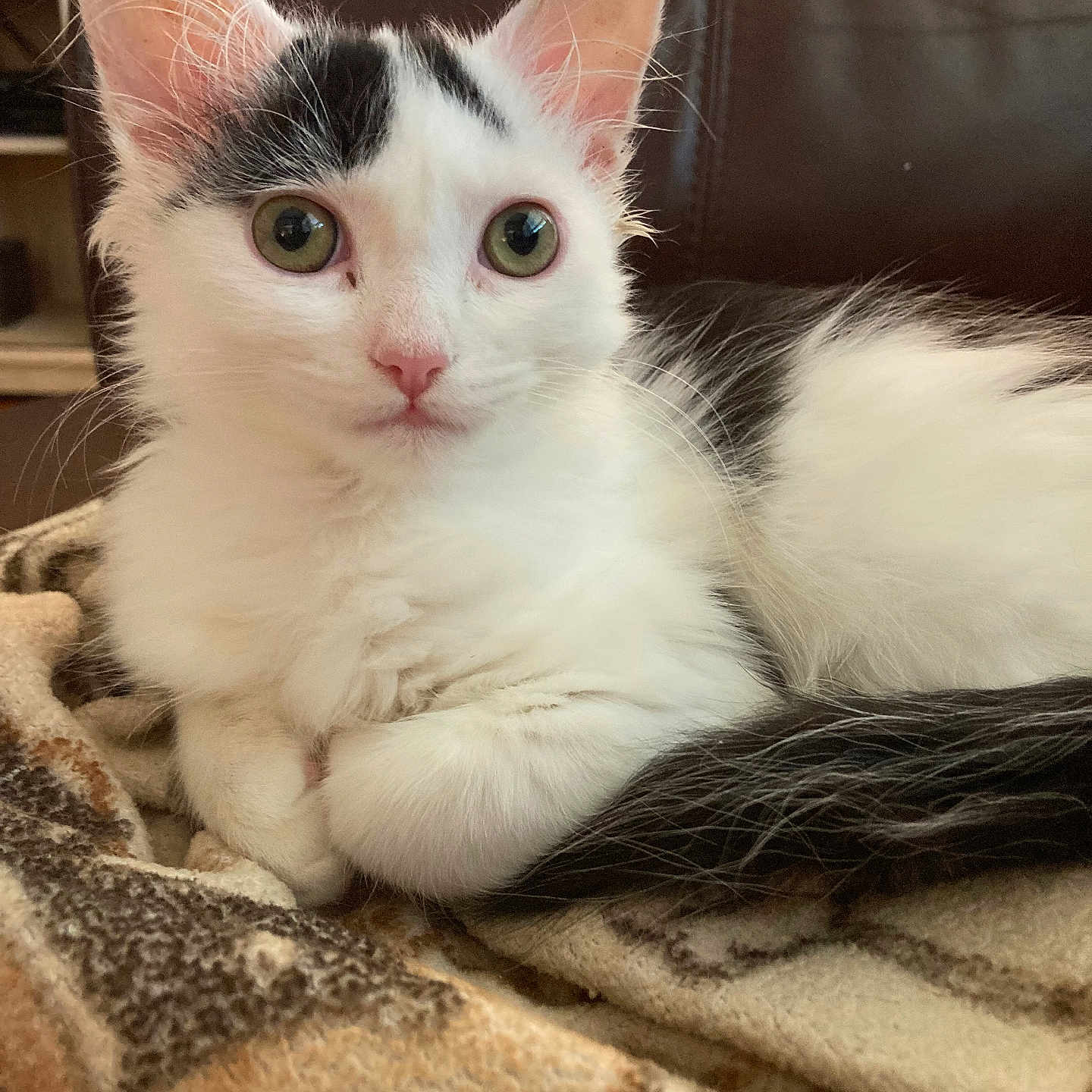 Smushy joined the competition — help win amazing prizes! animal, black, blanket, cat, couch, cute, domestic, ears, eyes, fur, fur_pattern, indoors, kitten, pet, relaxed, resting, small, soft, whiskers, white