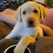 Potato joined the competition — help win amazing prizes! puppy, dog, yellow_labrador, indoor, living_room, cup_holder, paw, person, blanket, couch, furniture, relaxing, casual, home, blurred, animal, pet, young_dog, domestic, cozy