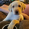 animal, blanket, blurred, casual, couch, cozy, cup_holder, dog, domestic, furniture, home, indoor, living_room, paw, person, pet, puppy, relaxing, yellow_labrador, young_dog