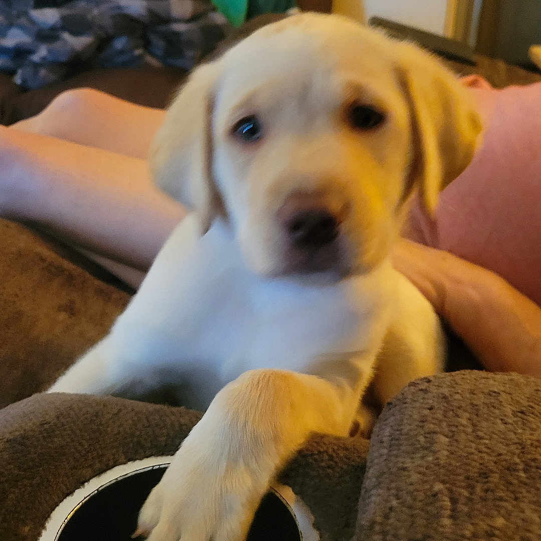 Potato