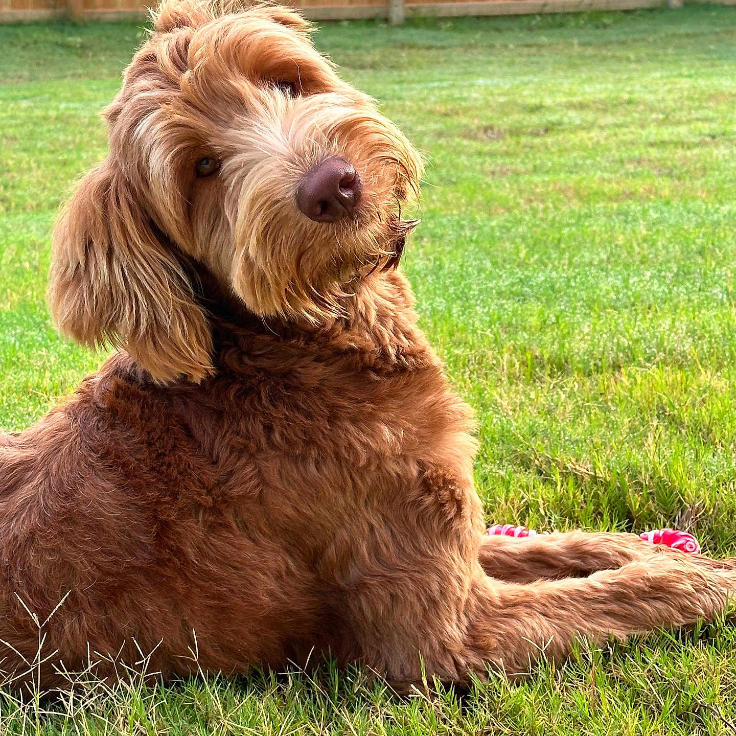 Boss Hog joined the competition — help win amazing prizes! animal, backyard, ball, canine, cockerspaniel, dog, field, football, grass, grassland, lawn, nature, outdoors, pet, plant, poodle, puppy, summer, terrier, yard