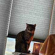 Harper is registered to the contest to win money with this photo: cat, tabby_cat, animal, pet, candle_holder, light, window, blind, furniture, lace_cloth, blanket, indoor, cozy, warm_light, decor, sitting, quiet, home, calm, shadow