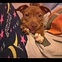 animal, blanket, brown_dog, closeup, comfort, cozy, cute, dog, hand, indoor, moons, pajamas, paw, person, pet, puppy, relaxation, resting, sleepy, stars