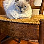Victor participe au concours pour gagner de l'argent avec cette photo : animal, beige, brown, cat, closeup, cozy, domestic_cat, feline, fluffy, fur, home_interior, indoor, pet, quiet, resting, serious_expression, sitting, terracotta_floor, wooden_chair, woven_seat