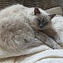 animal, basket, blanket, blue_eyes, cat, comfort, cozy, cute, feline, fluffy, fur, home, indoor, mammal, paw, pet, relaxed, resting, sleepy, whiskers