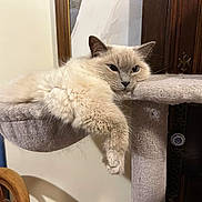 Victor participe au concours pour gagner de l'argent avec cette photo : animal, blue_door, cat, cat_tree, cozy, cream_color, cute, domestic, face, feline, fluffy, fur, indoor, lounging, paw, pet, relaxed, resting, whiskers, wooden_furniture