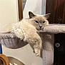 animal, blue_door, cat, cat_tree, cozy, cream_color, cute, domestic, face, feline, fluffy, fur, indoor, lounging, paw, pet, relaxed, resting, whiskers, wooden_furniture