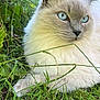 animal, blue_eyes, calm, cat, closeup, daylight, feline, fluffy, fur, garden, grass, greenery, leaf, nature, outdoor, pet, plant, relaxed, sitting, whiskers