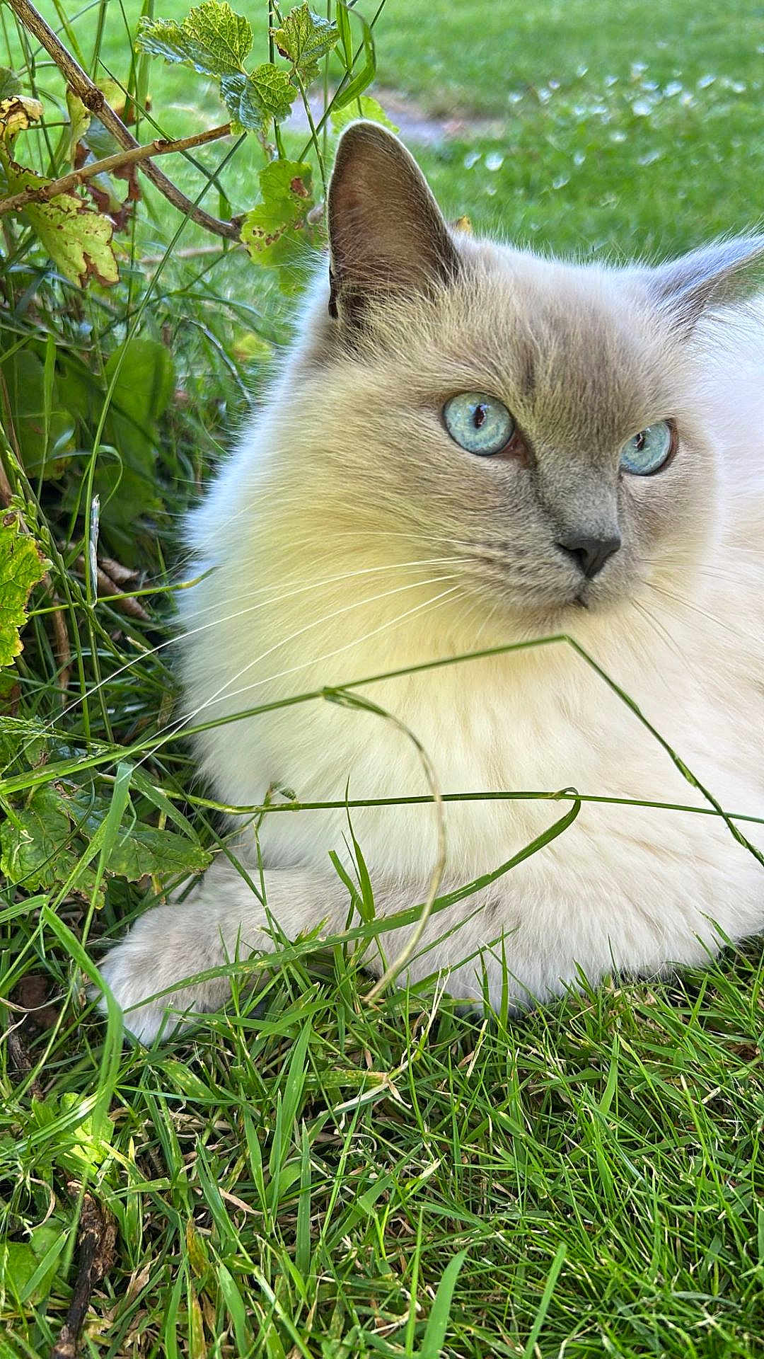 Victor
