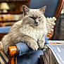 armrest, blue_upholstery, cat, chair, close_up, cozy, cream_colored, domestic_animal, ears, fluffy, furniture, home, indoor, mammal, paw, pet, portrait, relaxed, whiskers, wooden