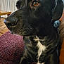 Ollie is registered to the contest to win money with this photo: dog, black_dog, pet, animal, close_up, brown_eyes, fur, whiskers, indoor, blanket, maroon_blanket, white_chest_patch, seated, canine, companion, cozy, portrait, side_view, domestic_animal, relaxed