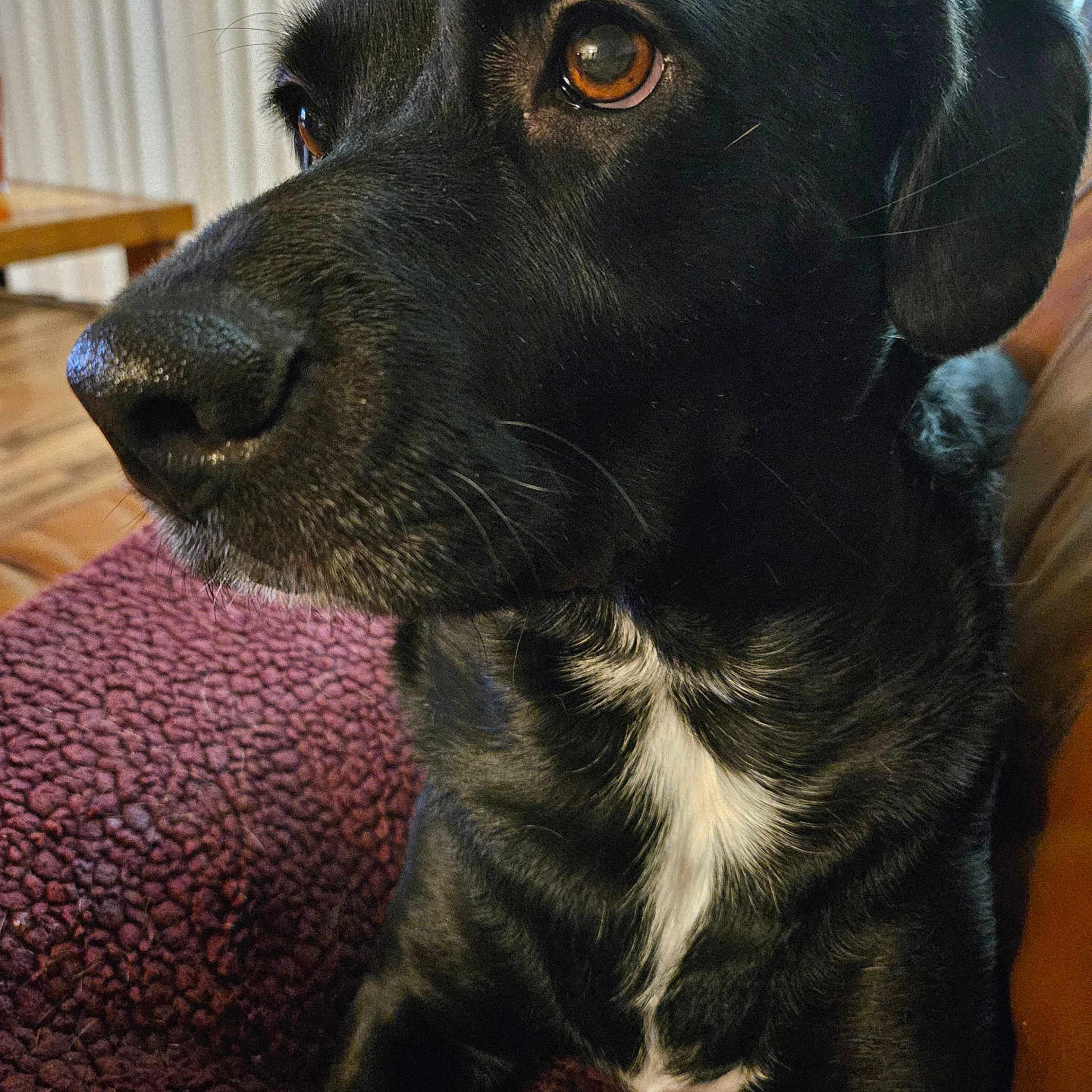 Ollie is registered to the contest to win money with this photo: animal, black_dog, blanket, brown_eyes, canine, close_up, companion, cozy, dog, domestic_animal, fur, indoor, maroon_blanket, pet, portrait, relaxed, seated, side_view, whiskers, white_chest_patch