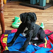 Ollie is registered to the contest to win money with this photo: puppy, dog, black_dog, blanket, wooden_floor, toy, indoor, pet, young_dog, sitting, playful, cute, animal, fur, white_markings, flooring, domestic, companion, canine, home