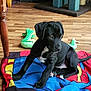 puppy, dog, black_dog, blanket, wooden_floor, toy, indoor, pet, young_dog, sitting, playful, cute, animal, fur, white_markings, flooring, domestic, companion, canine, home