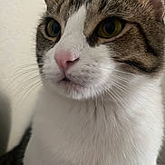 Grayson is registered to the contest to win money with this photo: animal, calm, cat, close_up, curious, cute, domestic_cat, face, feline, fur, indoor, looking_away, mammal, pet, pink_nose, portrait, tabby, whiskers, white_fur, yellow_eyes