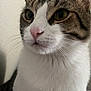 animal, calm, cat, close_up, curious, cute, domestic_cat, face, feline, fur, indoor, looking_away, mammal, pet, pink_nose, portrait, tabby, whiskers, white_fur, yellow_eyes
