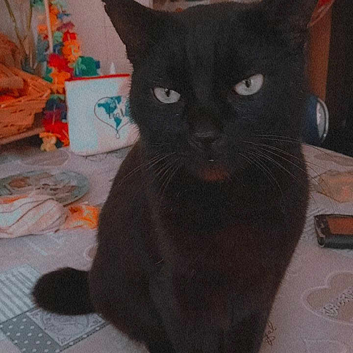 Bagheera