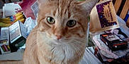 Punkin is registered to the contest to win money with this photo: bananas, bath_bombs, boxes, cat, close_up, clutter, curious, domestic_animal, ears, face, feline, fur, green_eyes, household_items, indoor, orange_tabby, packet, pet, table, whiskers