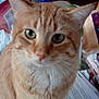 Punkin joined the competition — help win amazing prizes! cat, orange_tabby, close_up, green_eyes, table, bananas, boxes, packet, bath_bombs, clutter, household_items, indoor, feline, pet, curious, whiskers, ears, face, fur, domestic_animal