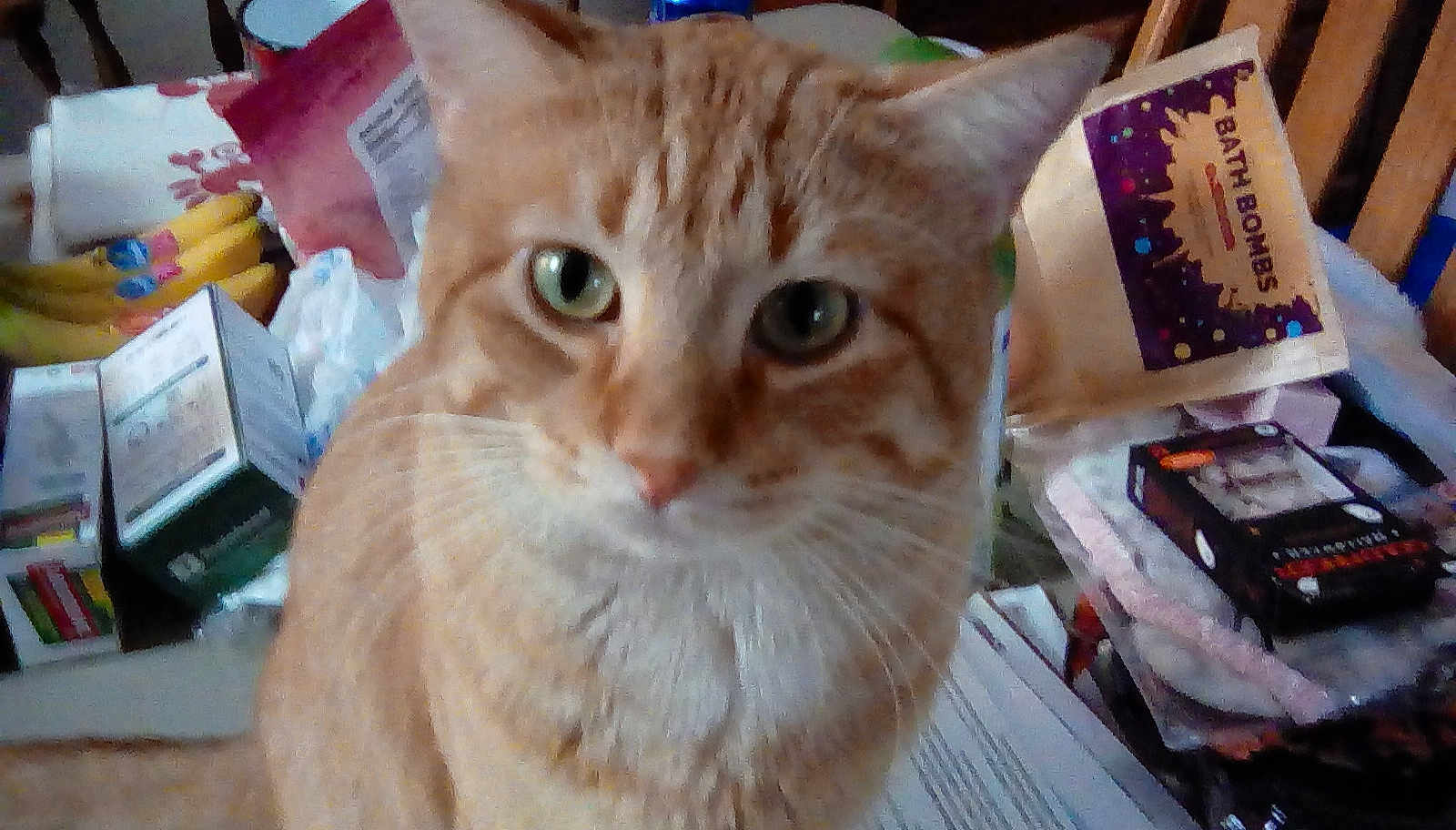 Punkin joined the competition — help win amazing prizes! cat, orange_tabby, close_up, green_eyes, table, bananas, boxes, packet, bath_bombs, clutter, household_items, indoor, feline, pet, curious, whiskers, ears, face, fur, domestic_animal