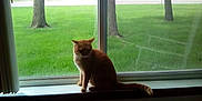 Punkin joined the competition — help win amazing prizes! cat, ginger_cat, windowsill, window, grass, tree_trunk, outdoor, indoor, pet, animal, nature, daylight, greenery, quiet, calm, feline, sitting, looking_out, house, relaxation