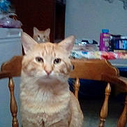 Punkin is registered to the contest to win money with this photo: cat, orange_tabby, chair, wooden_chair, indoor, kitchen, table, furniture, pet, animal, curious, blurry, two_cats, domestic_cat, background, foreground, household, cute, tabby, looking