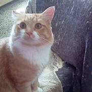 Sweet Pea Aka Tater is registered to the contest to win money with this photo: cat, orange_cat, white_cat, indoor, carpet, chair, blanket, furniture, pet, animal, domestic_animal, sitting, curious, furry, whiskers, ears, tail, soft_light, house, cozy