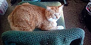Sweet Pea Aka Tater joined the competition — help win amazing prizes! animal, blanket, carpet, cat, chair, comfort, domestic, ears, feline, fur, green_blanket, household, indoor, orange_cat, paw, pet, relaxation, resting, whiskers, white_paws