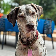 Leïa a rejoint le concours — aidez-le/la à gagner de superbes lots ! animal, blurred_background, calm, canine, close_up, collar, daylight, dog, ears, expression, fur, nature, outdoor, pet, portrait, relaxed, sitting, snout, spotted_fur, tag