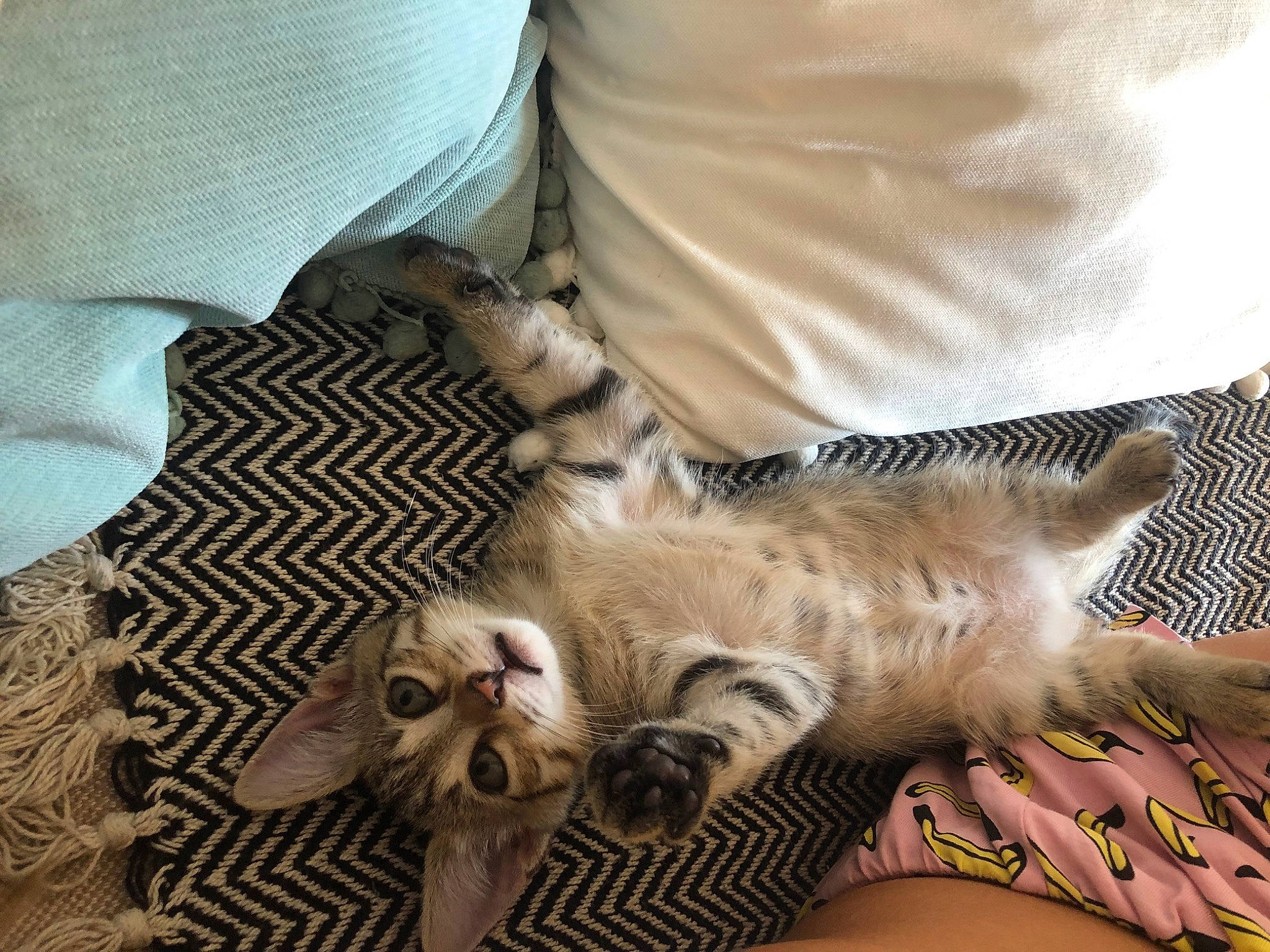 Moly participe au concours pour gagner de l'argent avec cette photo : carnivore, cat, claw, dragon_li, egyptian_mau, european_shorthair, felidae, fur, kitten, maine_coon, mammal, nap, norwegian_forest_cat, oriental_longhair, pixie_bob, small_to_medium_sized_cats, tabby_cat, whiskers