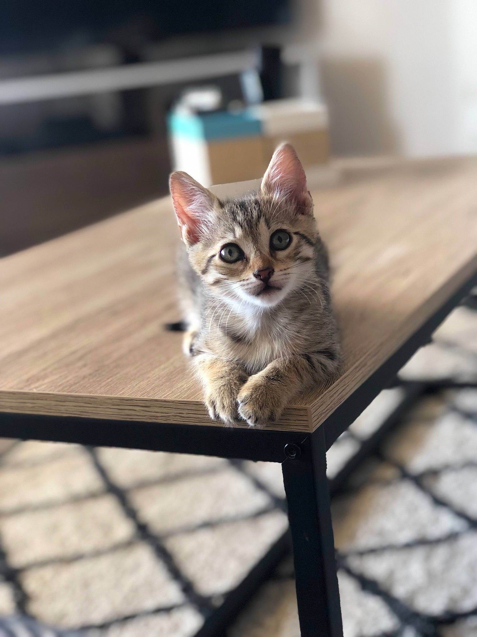 Moly a rejoint le concours — aidez-le/la à gagner de superbes lots ! aegean_cat, asian, bengal, carnivore, cat, domestic_short_haired_cat, dragon_li, egyptian_mau, european_shorthair, felidae, kitten, mammal, ocicat, singapura, small_to_medium_sized_cats, sokoke, tabby_cat, vertebrate, whiskers, wildlife