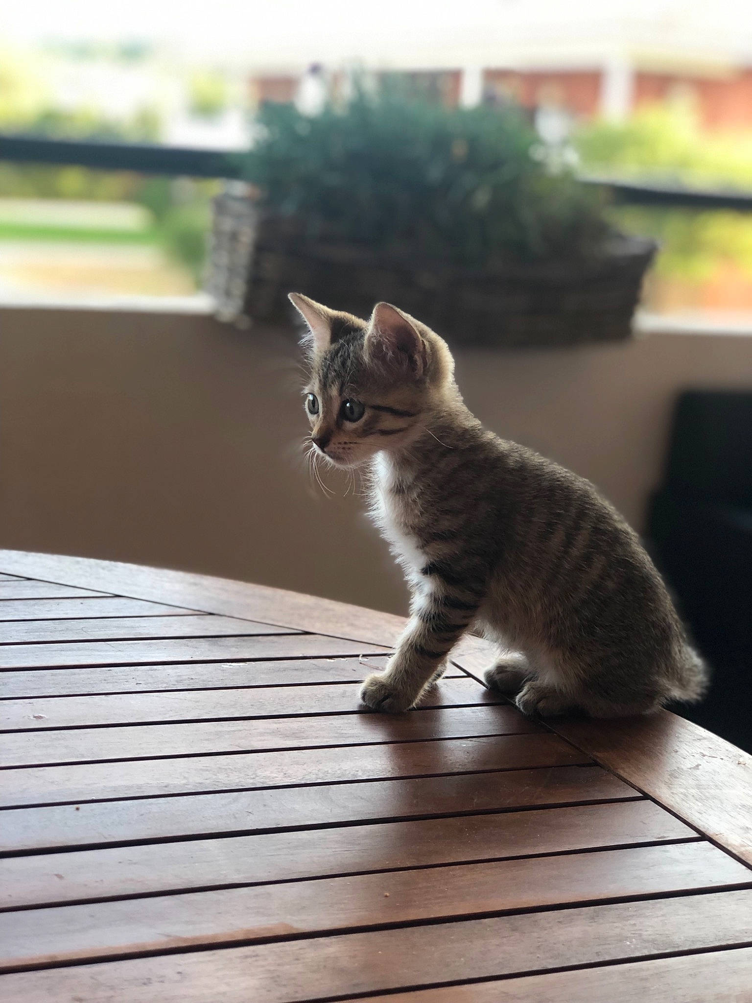 Moly participe au concours pour gagner de l'argent avec cette photo : asian, carnivore, cat, domestic_short_haired_cat, european_shorthair, felidae, fur, kitten, mammal, polydactyl_cat, sitting, small_to_medium_sized_cats, snapshot, sunlight, tabby_cat, table, tail, whiskers, window, wood