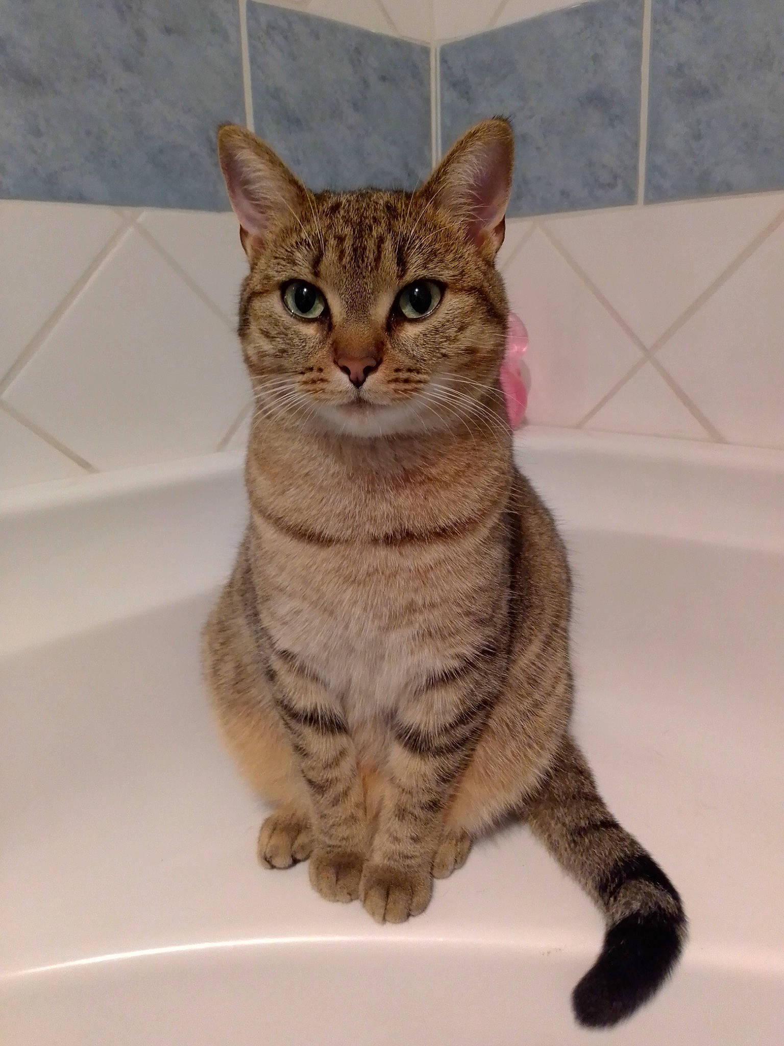 Zelda participe au concours pour gagner de l'argent avec cette photo : beige, carnivore, cat, claw, domestic_short_haired_cat, fawn, felidae, foot, fur, paw, small_to_medium_sized_cats, snout, tabby_cat, tail, tile, toe, vertebrate, whiskers