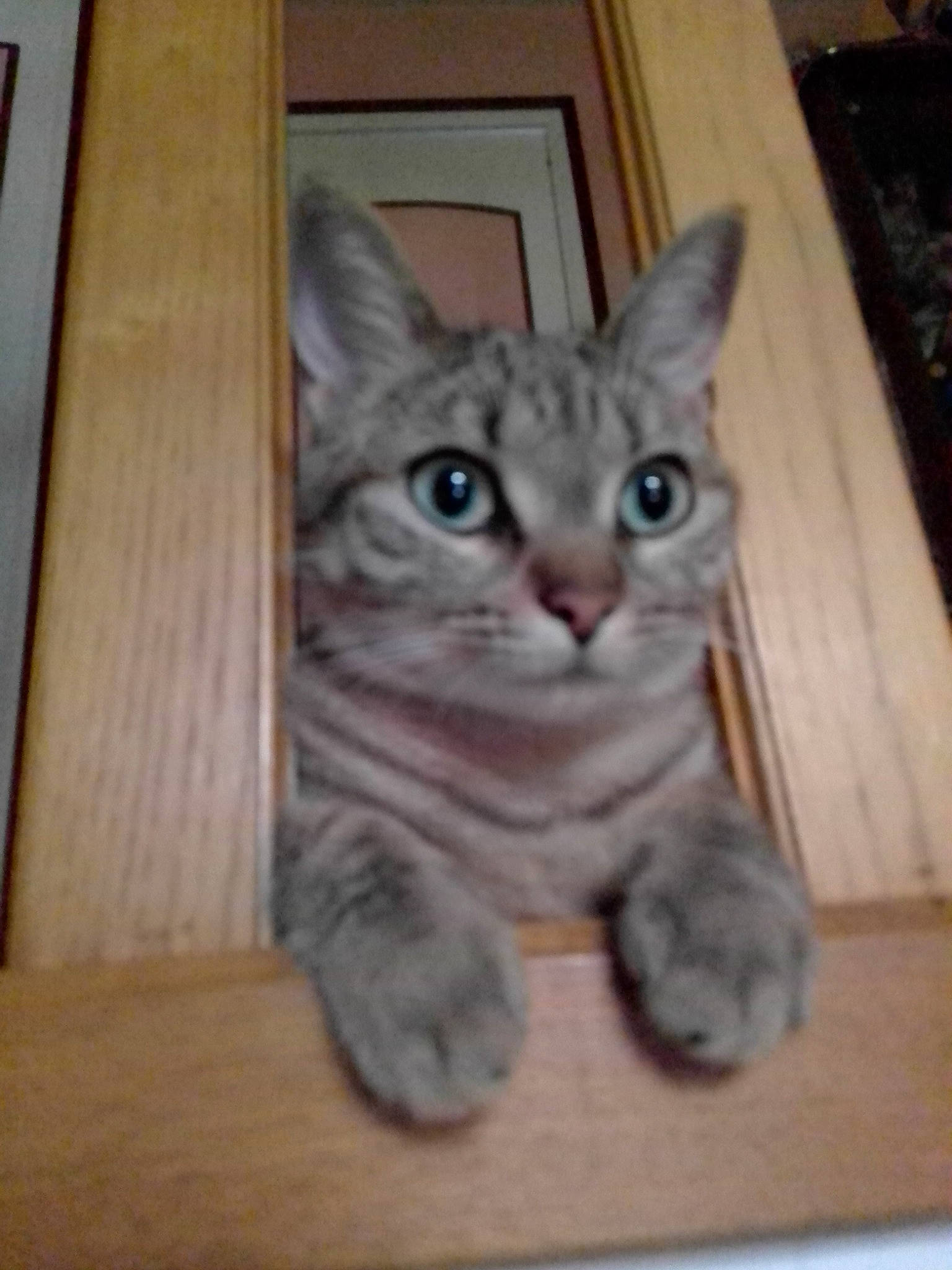 Zelda participe au concours pour gagner de l'argent avec cette photo : american_shorthair, asian, australian_mist, california_spangled, carnivore, cat, domestic_short_haired_cat, dragon_li, egyptian_mau, european_shorthair, felidae, kitten, mammal, ocicat, pixie_bob, polydactyl_cat, small_to_medium_sized_cats, tabby_cat, vertebrate, whiskers