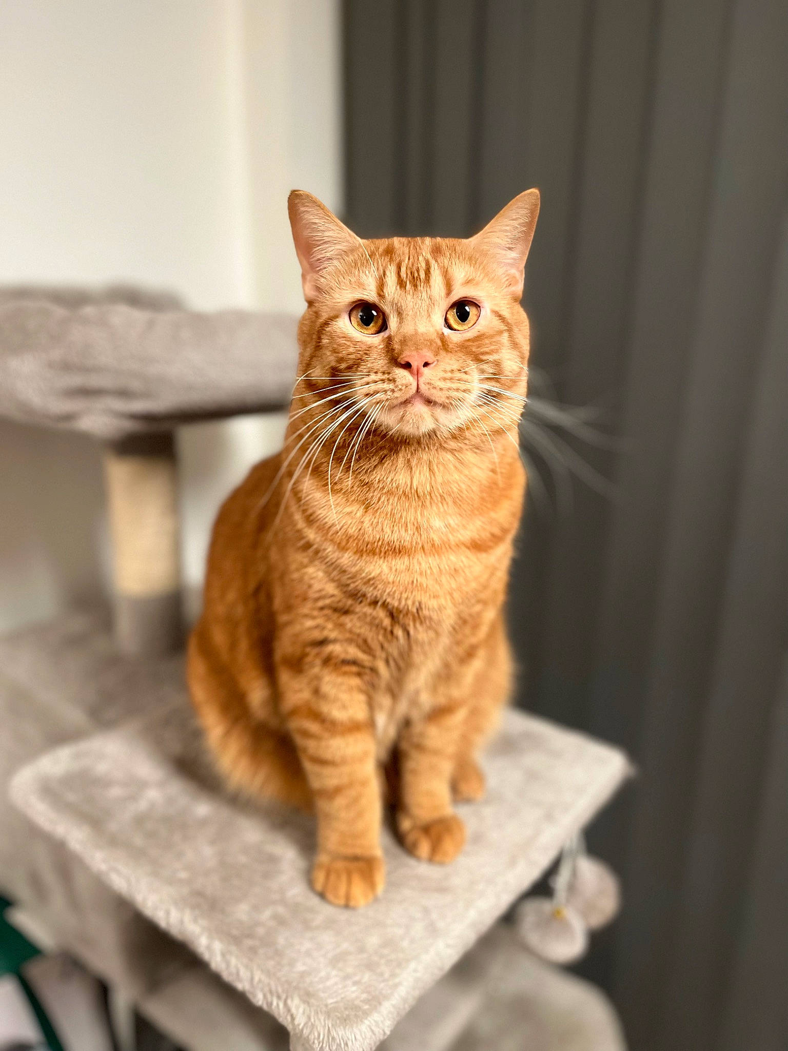 Theo is registered to the contest to win money with this photo: art, carnivore, cat, claw, creative_arts, domestic_short_haired_cat, fawn, felidae, fur, paw, pet_supply, sitting, small_to_medium_sized_cats, snout, table, tail, terrestrial_animal, whiskers, window, wood