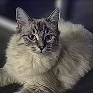 Oryx participe au concours pour gagner de l'argent avec cette photo : animal, beautiful, blue_eyes, calm, cat, close_up, cozy, cute, domestic_cat, feline, fluffy, focused, indoor, laying_down, mammal, pet, portrait, relaxed, soft_fur, whiskers