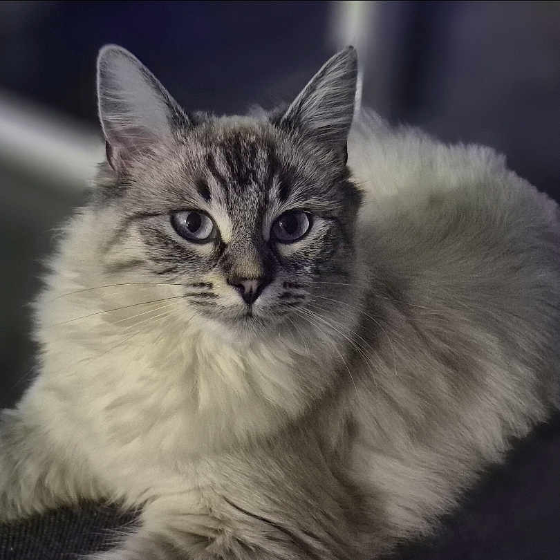 Oryx participe au concours pour gagner de l'argent avec cette photo : animal, beautiful, blue_eyes, calm, cat, close_up, cozy, cute, domestic_cat, feline, fluffy, focused, indoor, laying_down, mammal, pet, portrait, relaxed, soft_fur, whiskers