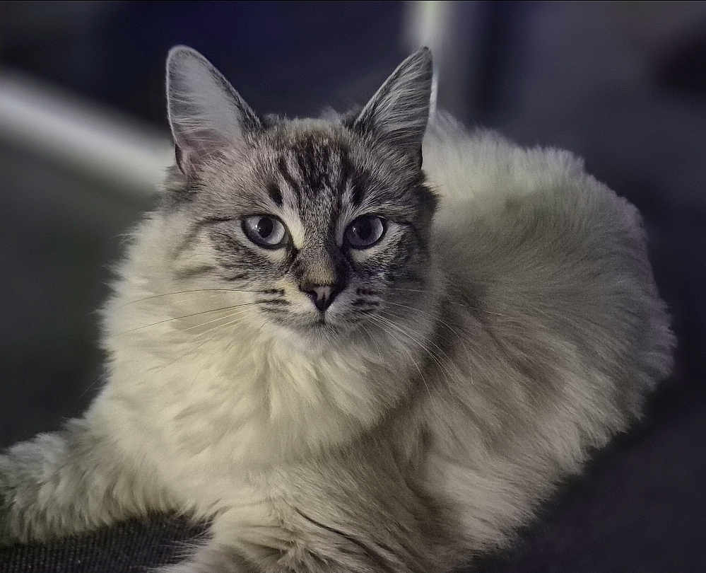 Oryx participe au concours pour gagner de l'argent avec cette photo : animal, beautiful, blue_eyes, calm, cat, close_up, cozy, cute, domestic_cat, feline, fluffy, focused, indoor, laying_down, mammal, pet, portrait, relaxed, soft_fur, whiskers