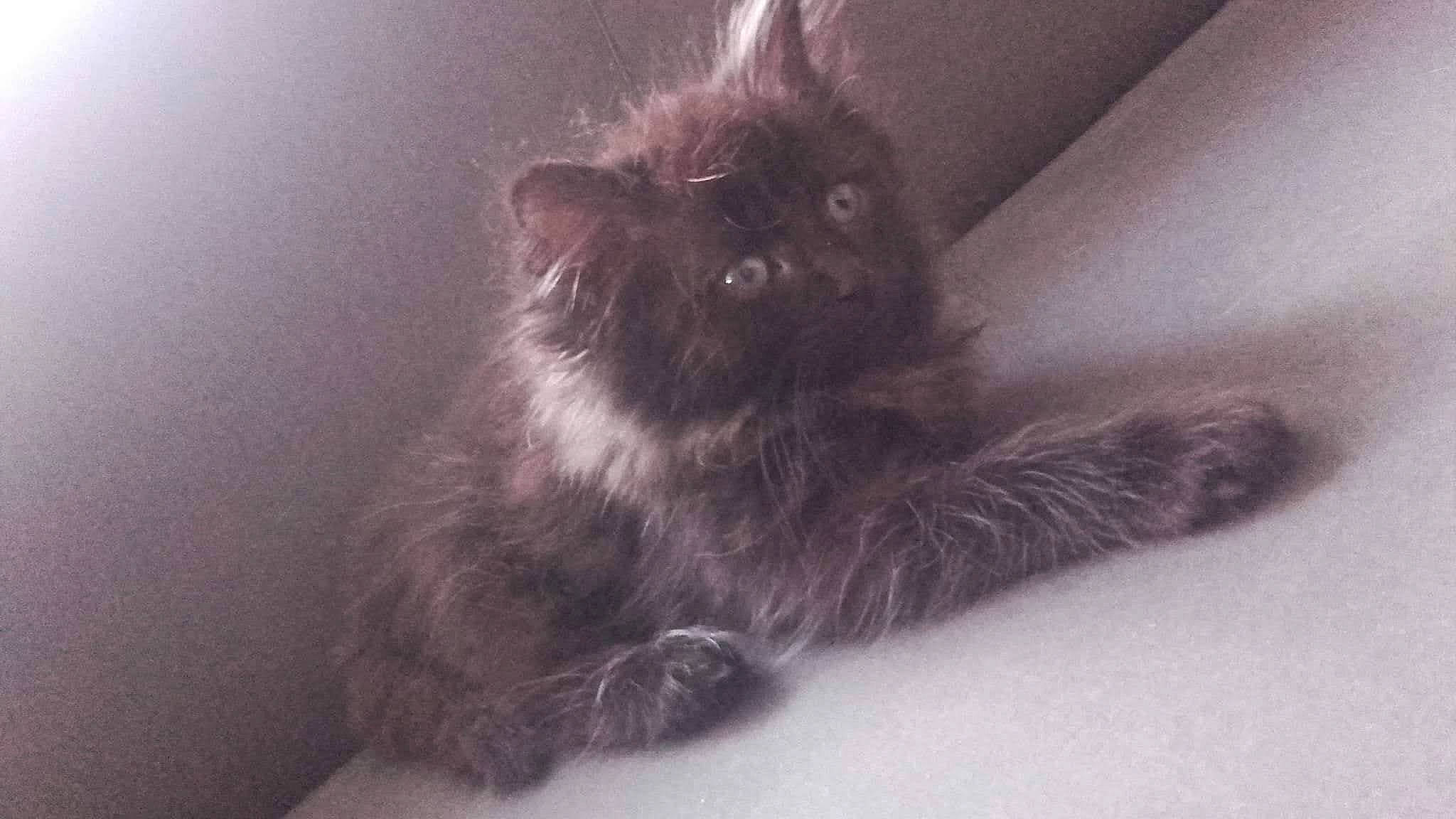 Loupio a rejoint le concours — aidez-le/la à gagner de superbes lots ! black_cat, british_longhair, carnivore, cat, claw, comfort, domestic_short_haired_cat, eye, felidae, flooring, fur, grey, iris, paw, small_to_medium_sized_cats, snout, tail, terrestrial_animal, whiskers, window