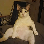 Kitty Kitty joined the competition — help win amazing prizes! cat, pet, indoor, animal, feline, cute, sitting, relaxed, bed, fur, whiskers, ears, eyes, tail, domestic_animal, mammal, home, resting, portrait, comfort