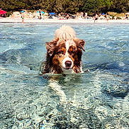 Phaïko a rejoint le concours — aidez-le/la à gagner de superbes lots ! dog, australian_shepherd, swimming, water, beach, shoreline, outdoor, summer, sunny, clear_water, reflection, ripples, fluffy, brown_and_white, pet, animal, nature, trees, people, vacation