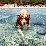 dog, australian_shepherd, swimming, water, beach, shoreline, outdoor, summer, sunny, clear_water, reflection, ripples, fluffy, brown_and_white, pet, animal, nature, trees, people, vacation
