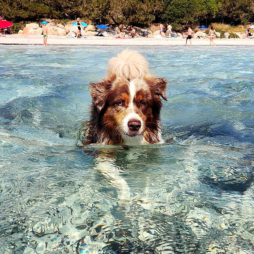 Phaïko a rejoint le concours — aidez-le/la à gagner de superbes lots ! dog, australian_shepherd, swimming, water, beach, shoreline, outdoor, summer, sunny, clear_water, reflection, ripples, fluffy, brown_and_white, pet, animal, nature, trees, people, vacation