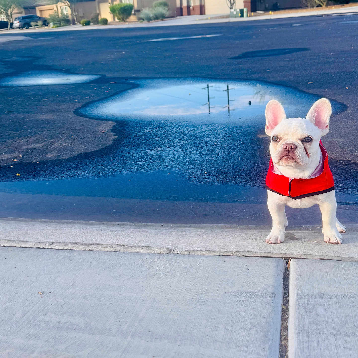 Pearl joined the competition — help win amazing prizes! dog, french_bulldog, puppy, red_jacket, sidewalk, puddle, reflection, suburban, street, trees, house, sky, daytime, outdoor, pet, animal, small_dog, curious, standing, cute