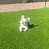 Pearl joined the competition — help win amazing prizes! dog, puppy, french_bulldog, white_dog, grass, lawn, outdoor, sunlight, shadow, pet, animal, cute, small_dog, greenery, backyard, wall, stone_wall, relaxing, daytime, nature