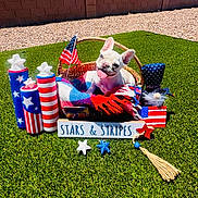 Pearl is registered to the contest to win money with this photo: dog, french_bulldog, puppy, basket, american_flag, patriotic, stars_and_stripes, blanket, grass, outdoor, sunlight, decorations, red, white, blue, star, smiling, tongue_out, summer, celebration