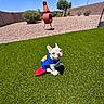 Pearl is registered to the contest to win money with this photo: dog, puppy, french_bulldog, costume, superhero, green_lawn, grass, outdoor, backyard, desert_plants, blue_sky, sunny, small_dog, pet, cute, animal, playful, summer, chiminea, shrub