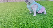 Pearl joined the competition — help win amazing prizes! dog, french_bulldog, puppy, grass, outdoor, sunny, garden, chiminea, pet_clothing, pastel_colors, greenery, small_dog, yard, shrubbery, blue_sky, cute, pet, animal, playful, daytime