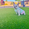 dog, french_bulldog, puppy, grass, outdoor, sunny, garden, chiminea, pet_clothing, pastel_colors, greenery, small_dog, yard, shrubbery, blue_sky, cute, pet, animal, playful, daytime
